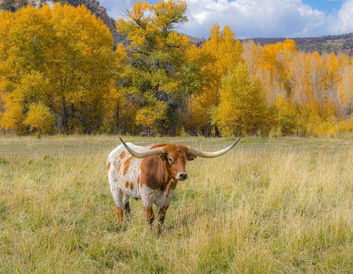 service area leander tx